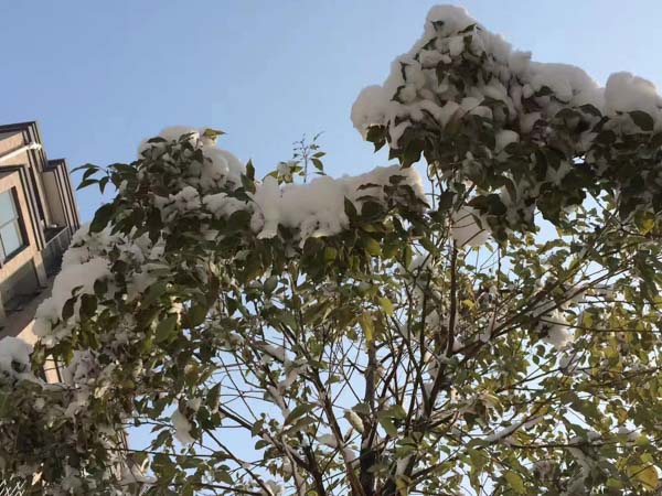 協(xié)議離婚和訴訟離婚到底哪個好？深圳律師事務(wù)所幫你做選擇